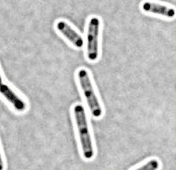 Bacillus sphaericus 
