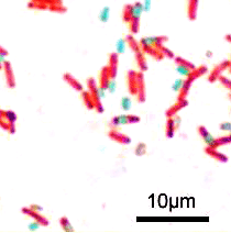 Bacillus subtilis 